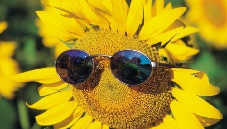 Известна е способността на слънчогледите да завъртат цвета си, следвайки слънцето