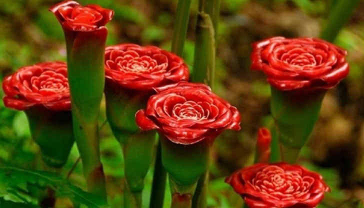 И представа си нямаме как изглеждат някои продукти, преди да дойдат при нас на масата