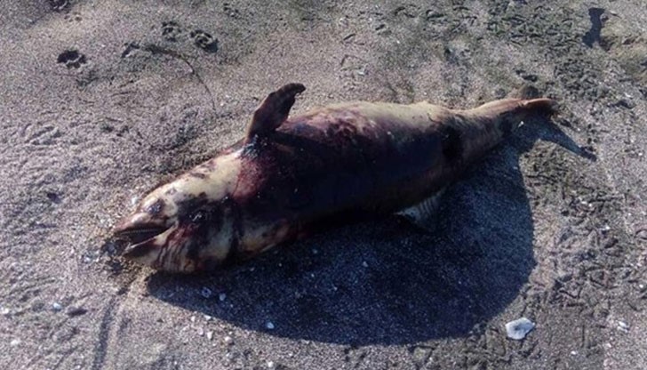 Тялото на делфина е било открито от туристи, които се разхождали по неохраняемата ивица