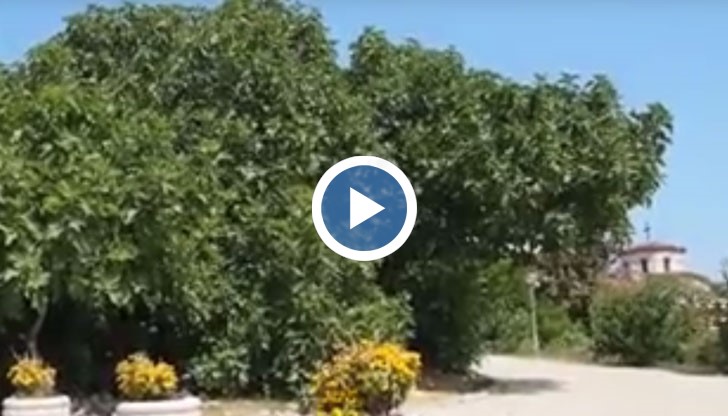 Смокинята (Ficus carica) е от рода Ficus и принадлежи към семейство Черничеви