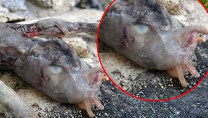 Краката им приличат на жабешки, но телата и главите им са необичайни...