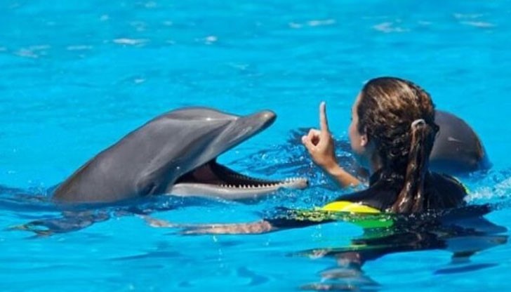 Делфините могат да се разпознаят огледалото