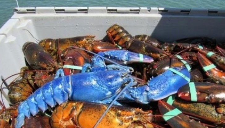 Той смята да предаде необичайния екземпляр, който тежи около 1 килограм, на местния океанариум