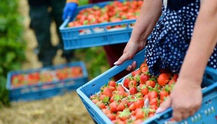 Планира се да не се допускат чужденци с ниска квалификация