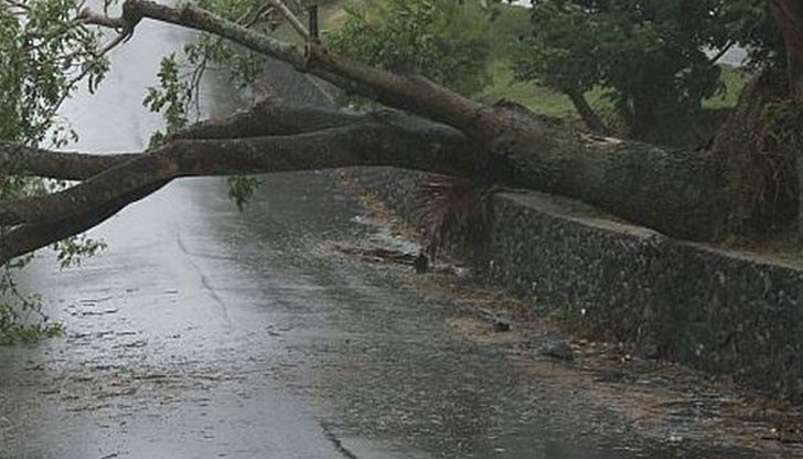 След бурния вятър в Русенско е имало паднали големи клони на пътното платно, които са пречили на движението / Снимката е илюстративна