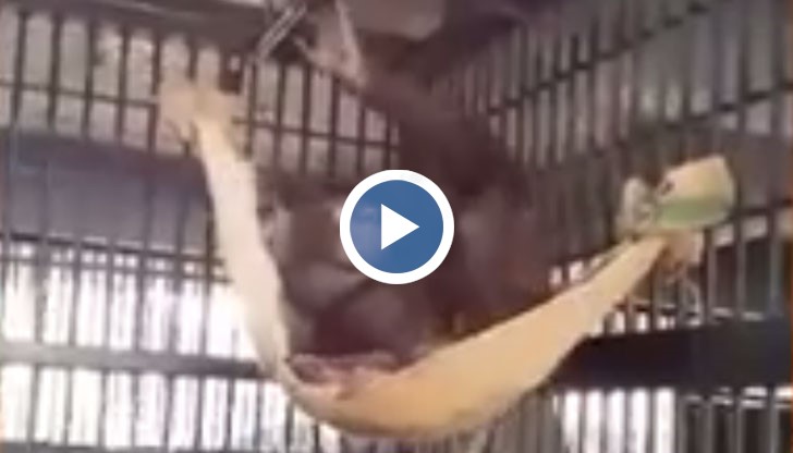 Маймуна умело си връзва хамак от покривка