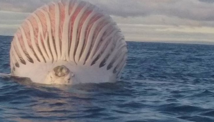 Отдалеч прилича на огромен балон или извънземен обект