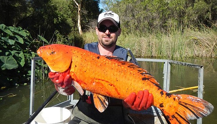 Невинните домашни любимци могат да достигнат големината на футболна топка