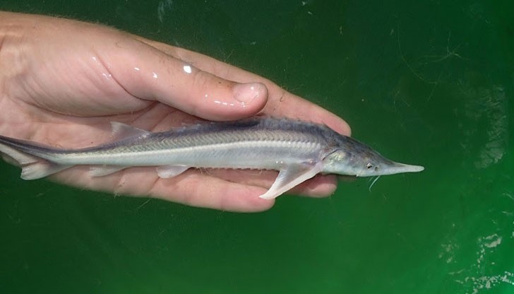 Есетрови риби са сред най-застрашените животни, включени в Червената книга на световно застрашените видове