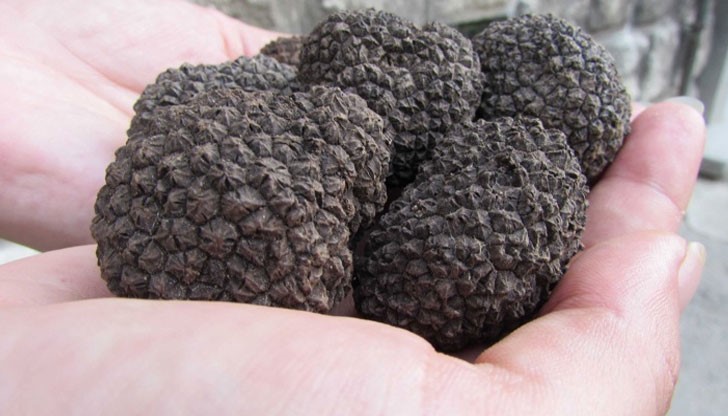 Това алармираха ловците на трюфели, които създадоха своя асоциация Това алармираха ловците на трюфели, които създадоха своя асоциация