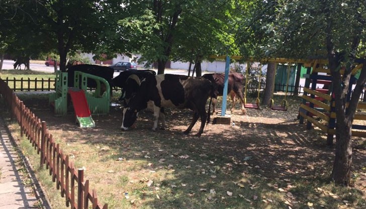 Служителите на реда се оказали безсилни