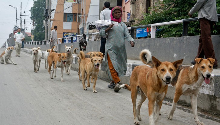 Тази гледка е обичайна за улиците на индийския град Тази гледка е обичайна за улиците на индийския град