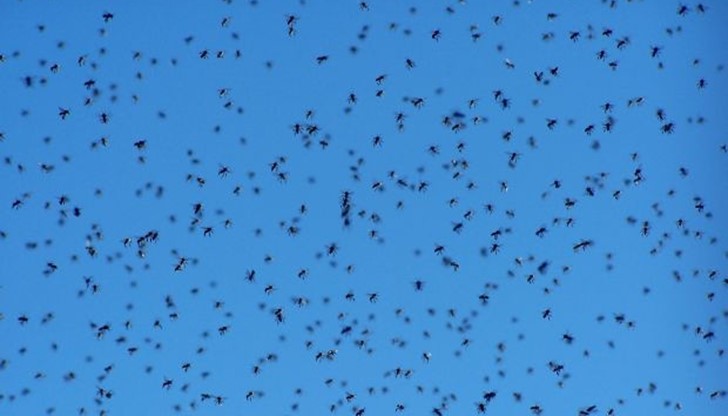 Роят е прибран Роят е прибран