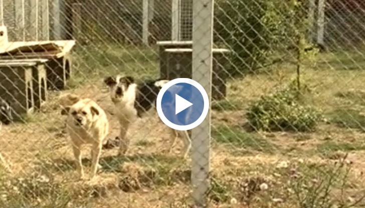 Тревожното било, че се е увеличил броят на уличните котки