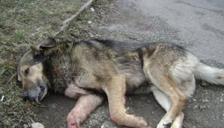 Местопроизшествието е посетено от дежурна оперативна група на МВР и ветеринарен лекар / Снимката е илюстративна Местопроизшествието е посетено от дежурна оперативна група на МВР и ветеринарен лекар / Снимката е илюстративна