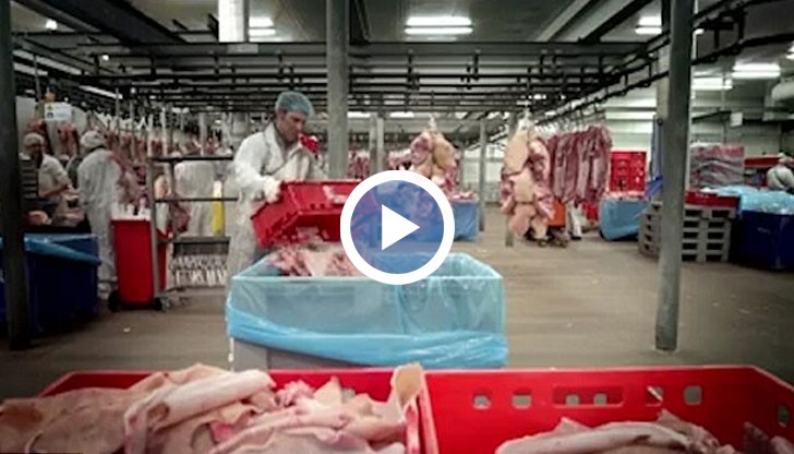 Желатинът се извлича от костите на прасета