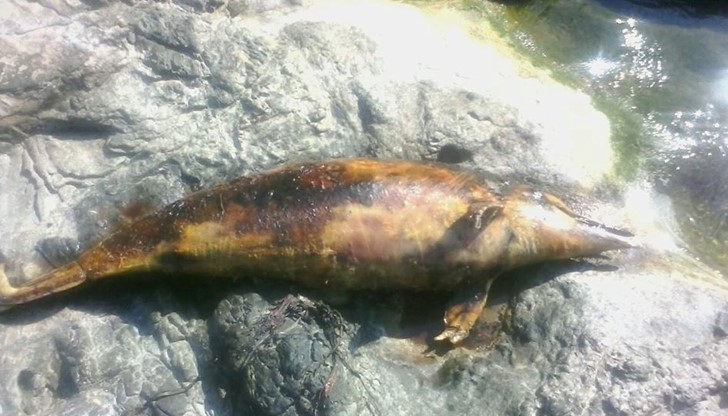 Зюддойче Цайтунг обръща внимание на проблема с мъртвите делфини в Черно море