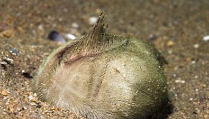 Морски изследователи обясняват, че това е вид таралеж, наречен "морски картоф"