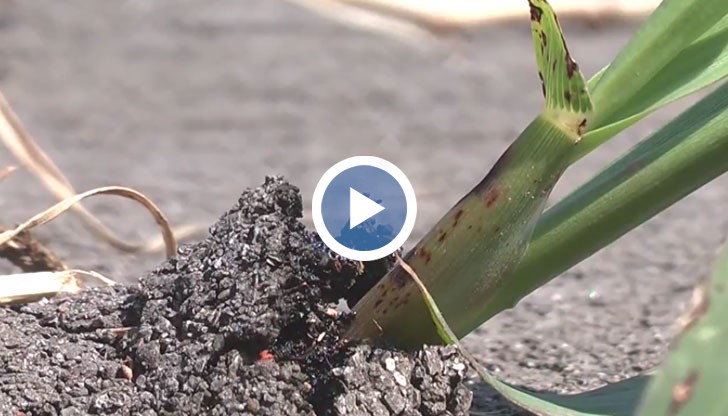 Растителността по велоалеите е пуснала такива корени, че не може да бъде изтръгната с голи ръце