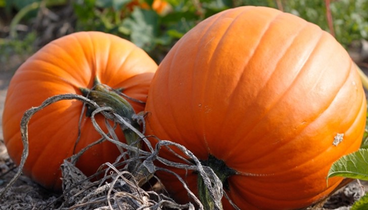 Тиквите са най-предпочитани за отглеждане от производителите, които получават земеделски субсидии
