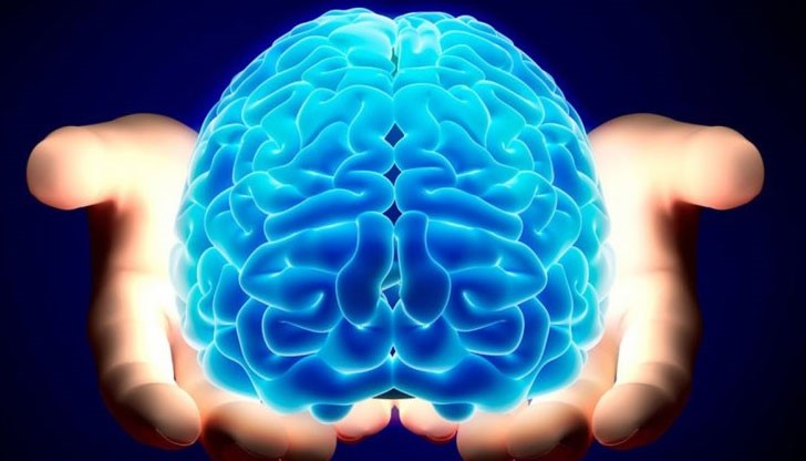 Човешкият мозък се свива с годините и това е естествен процес