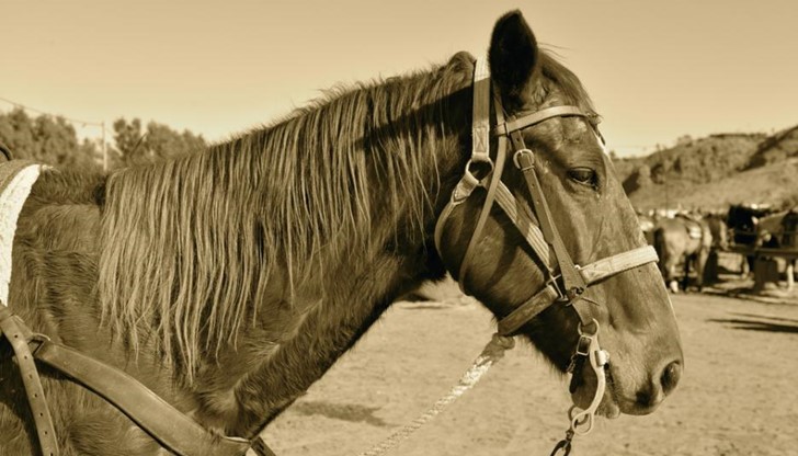<p>Баща и син се сдобили с един кон. На следващия ден тръгнали за някъде си през селото.</p>

<p>Бащата казал:</p>

<p>- Сине, качи се ти на коня, а аз ще походя.</p>

<p>Като ги видели, селяните рекли:</p>

<p>- Гледай какъв син! Баща му ходи пеша, а той - на кон!</p>

<p>На другия ден бащата се качил на коня, а сина ходел. Селяните рекли:</p>

<p>- Какъв е тоя баща?! Детето му ходи пеша, пък той язди!</p>

<p>На третия ден се качили и двамата на коня. Селяните:</p>

<p>- Нямат милост тия, ще уморят добичето!</p>

<p>На четвъртия ден и двамата тръгнали пеша, водейки коня. А селяните:</p>

<p>- Хахаха, гледай какви глупаци! Кон имат, пеша ходят!</p>

<p>На следващия ден, докато мислели какво да направят, конят умрял.</p>

<p>Тогава бащата рекъл на сина:</p>

<p>- Виждаш ли сине, какво става, ако слушаш какво говорят хората!</p>
