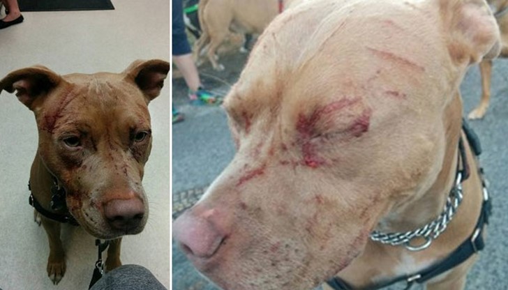 Разгневената собственичка публикува в социалните мрежи снимки на пострадалите кучета