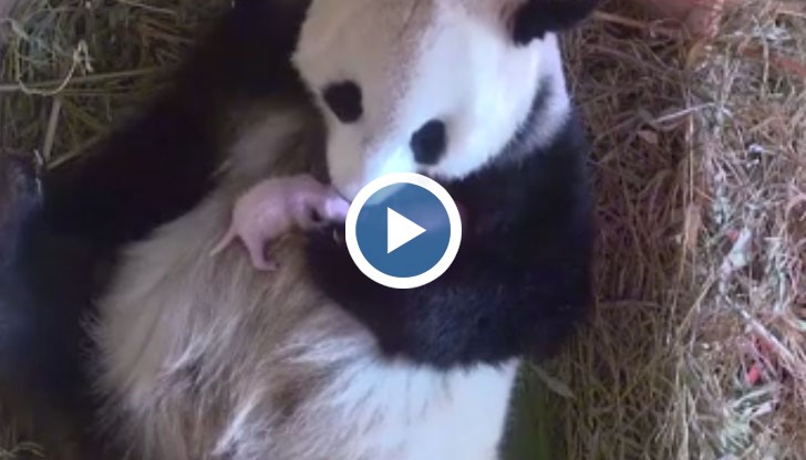 Това е изключителна рядкост при панди, които не са на свобода