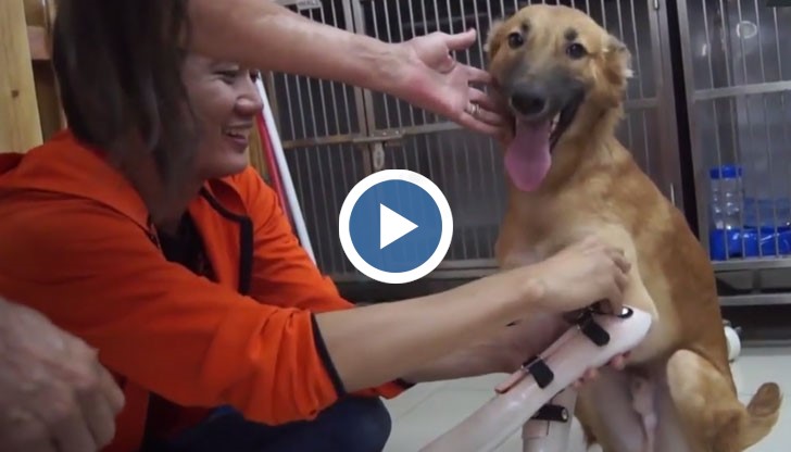 То било нападнато, след като сдъвкало чифт обувки на съседа