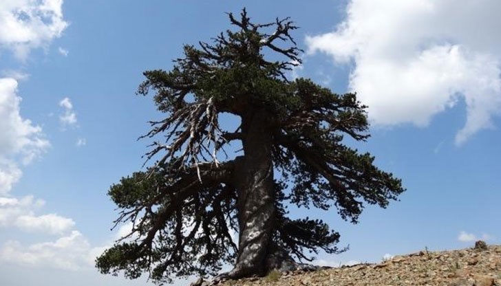 Учени нарекли дървото на гръцкия бог Адонис