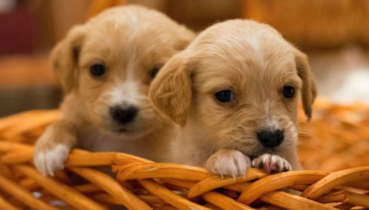 След инцидента е подаден сигнал в полицията и мъжът е бил задържан за 24 часа / Снимката е илюстративна След инцидента е подаден сигнал в полицията и мъжът е бил задържан за 24 часа / Снимката е илюстративна