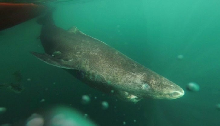 Ключът към дългия им живот е спокойното темпо на живот и бавен растеж