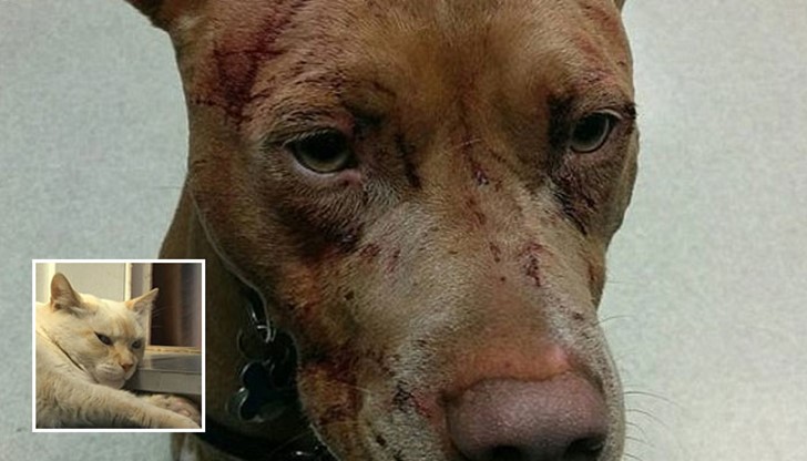 16-годишната котка Бейби нападнала няколко кучета, като най-пострадал е кафяв питбул