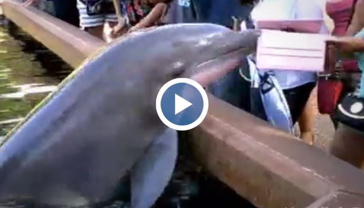 Палав делфин успя да смути туристка, след като ловко измъкна таблета от ръката ѝ и го отнесе във водата
