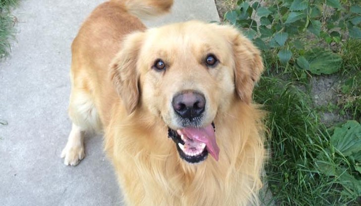 Кучето е много добродушно, обича хората и разходките!