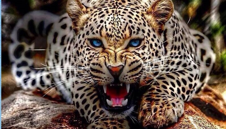 Според властите, леопардът е потърсил спасение в хотела, преследван от глутница диви кучета