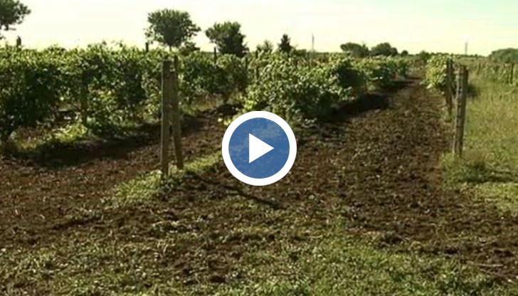 Те са устойчиви на болести и няма нужда да се пръскат с препарати