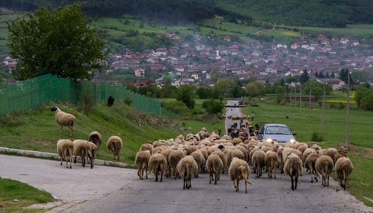 Овчарът загива на място, след като шофьорът се е опитал да избегне сблъсъка с овцете / Снимката е илюстративна