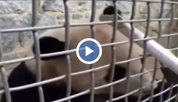 Зоологическата градина планира да продаде нарисуваните "картини" на търг