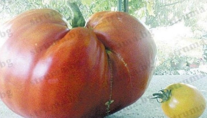 Доматът тежащ 1.127 килограма, от сорта „Фантазия” е отгледан от Александър Стоянов в село Лиляч