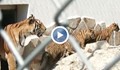 Четири тигърчета се родиха едновременно в зоопарка в Пазарджик