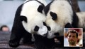Гришо се срещна с бебета панди в Китай