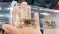 Огромни космати паяци налазиха София