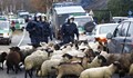Полицаи станаха овчари