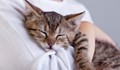 Кога гушкането на котки става опасно за здравето?