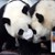 Гришо се срещна с бебета панди в Китай
