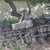 „Рено Клио” се удари челно в товарен камион „Мерцедес”