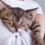 Кога гушкането на котки става опасно за здравето?