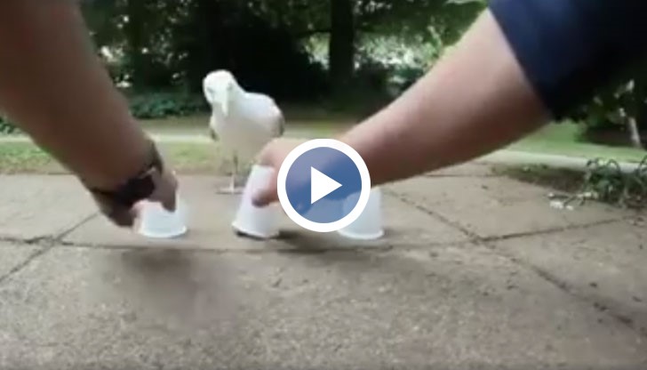 Тука има, тука няма