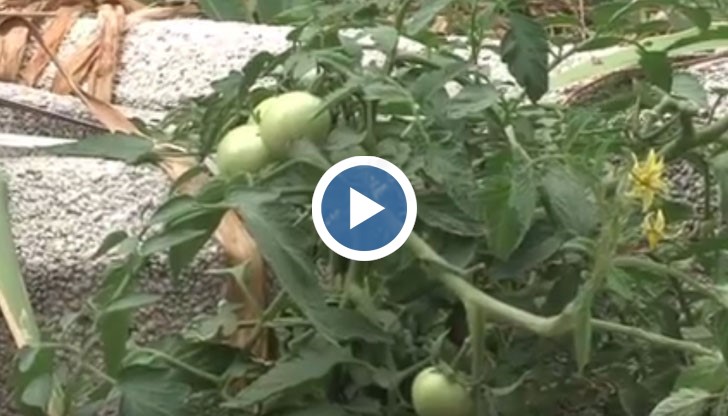 Зеленчукът си вирее между две плочки в съседство с военни и с музиканти